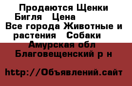 Продаются Щенки Бигля › Цена ­ 35 000 - Все города Животные и растения » Собаки   . Амурская обл.,Благовещенский р-н